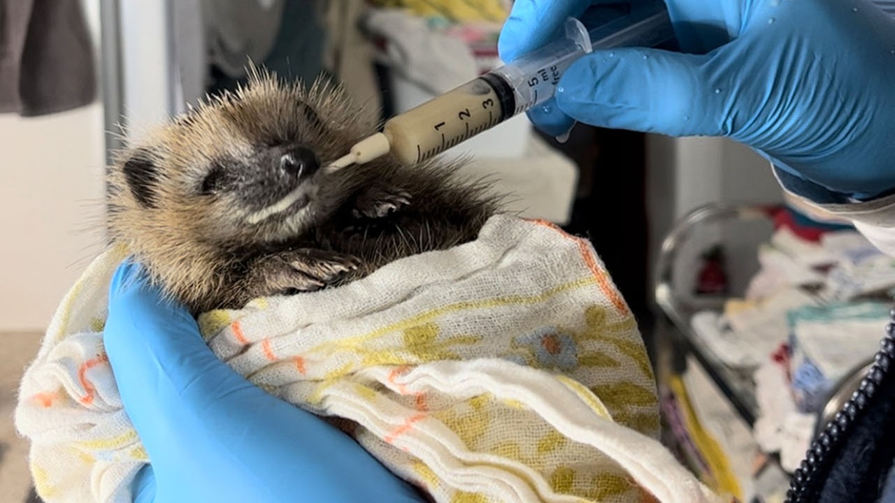 Igel wird mit einer Spritze aufgepäppelt