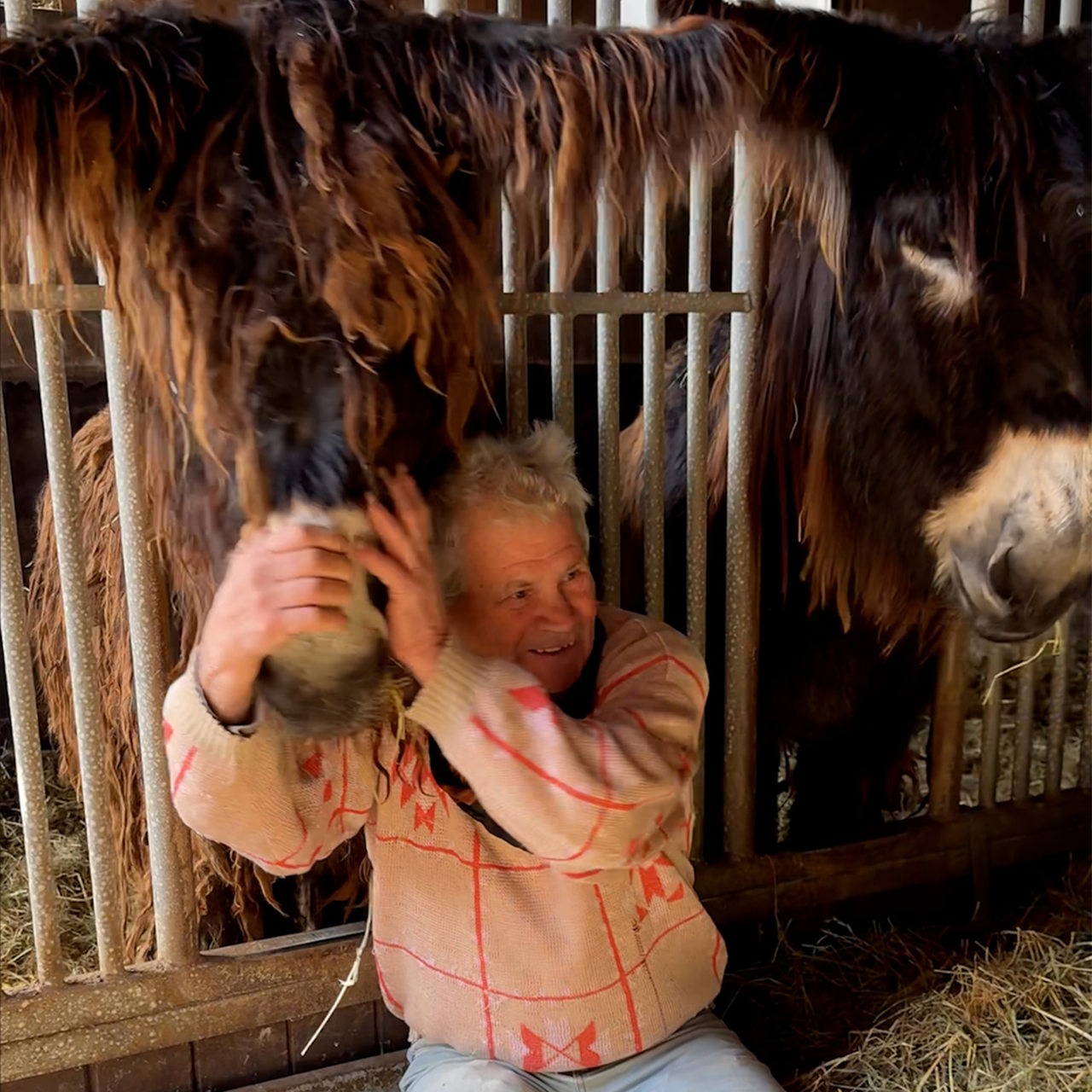 Berndhard Kutz mit einem seiner Pferd 
