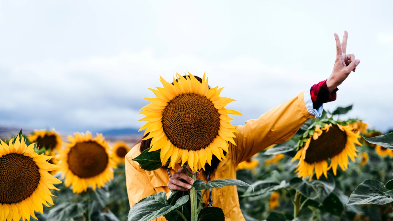 Frau versteckt sich hinter Sonnenblume