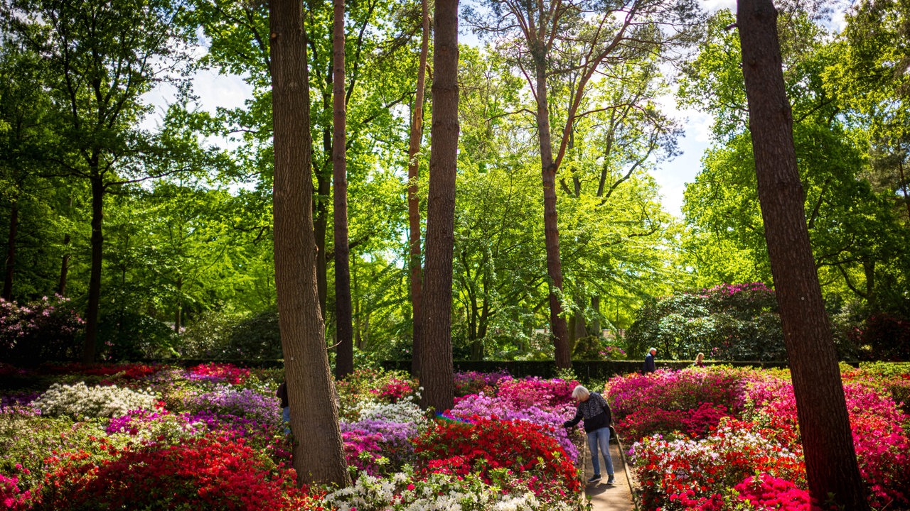 Eine Frau wandert durch Blumenbeete im Rhododendronpark in Bremen.