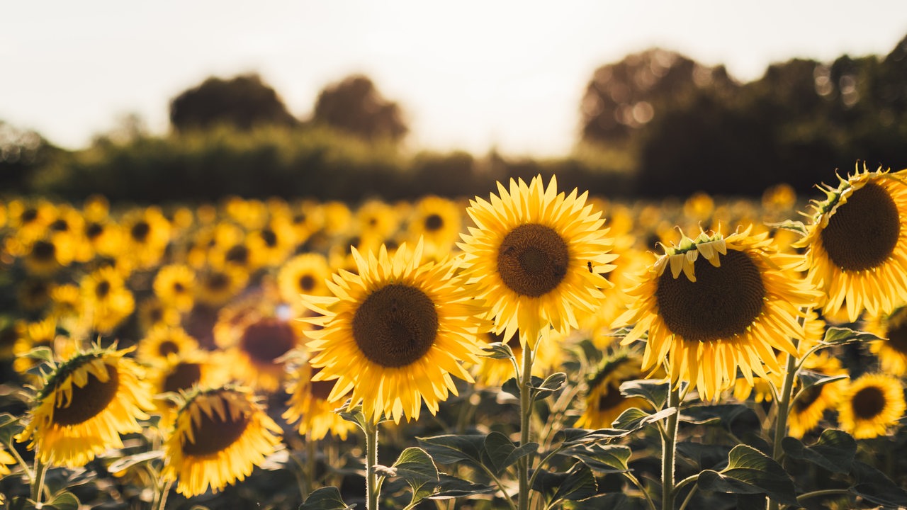 Ein Feld mit Sonnenblumen
